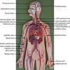 Learn even faster with this blood vessel anatomy study guide. Https Encrypted Tbn0 Gstatic Com Images Q Tbn And9gcrchshhf87wqsnv2c1hku4xo7c7ysrwpoax9jnahzpltoiofnzh Usqp Cau