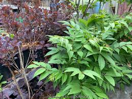 Image result for Toona