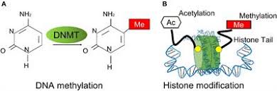 Amino group modification involves the addition of a functional group at the n terminus of the amino acid. Frontiers Perspectives On The Role Of Histone Modification In Breast Cancer Progression And The Advanced Technological Tools To Study Epigenetic Determinants Of Metastasis Genetics