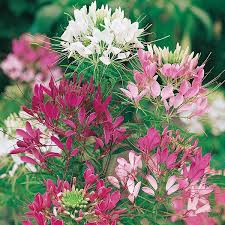 Previously, it had been placed in the family capparaceae, until dna studies found the cleomaceae genera to be more closely related to the brassicaceae than the capparaceae. Cleome Colour Fountain Seeds From Mr Fothergill S Seeds And Plants