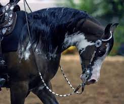 Datasource Look Up Please - Arabian Horse Cafe Horses Show Horses Pretty Horses