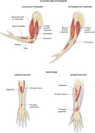 The muscles of the forearm are about equally divided between those that cause movements at the wrist and those that move the fingers and thumb. Muscles Of The Shoulders And Upper Limbs Course Hero