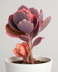 Image result for Kalanchoe fedtschenkoi