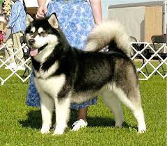  Alaskan Malamute Coat Color Markings Alaskan Malamute Malamute Malamute Dog