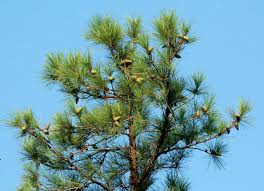 Trees are a valuable part of nature. How Fast Do Pine Trees Grow Gardening Channel