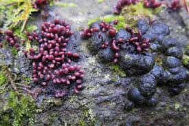 Image result for Hypoxylon multiforme