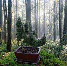 Over 2500 weed seed strains to choose from. How To Grow A Cannabis Bonsai Tree