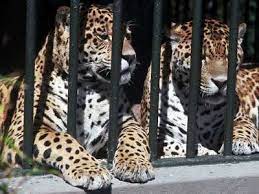 3900 wildlife way, cleveland oh 44109. Berlin Zoological Garden And Aquarium Zoo Berlin Germany Britannica