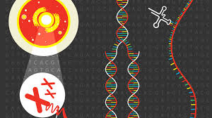 High quality intersex images, illustrations, vectors perfectly priced to fit your project's budget from bigstock. Calls For A Biological Definition Of Gender Will Impact Intersex People The Center On Colfax Lgbtq Colorado