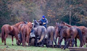 Maybe you would like to learn more about one of these? News Rolex Grand Slam Of Show Jumping