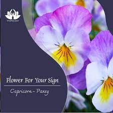 Flower For Capricorn Pansies Flowers Astrology Pansies