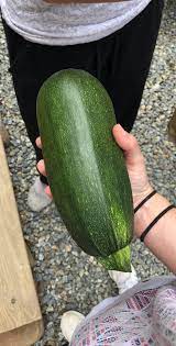 Agree that a good sauce is everything. How Big This Zucchini Is Mildlyinteresting