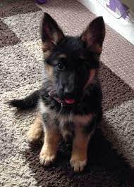 We are passionate about rescuing, rehabilitating and rehoming german shepherd dogs. Irish Man S Puppy Adoption Ad Has An Unexpected Twist Ending German Shepherd Dogs German Shepherd Puppies Puppies