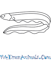 Maybe you would like to learn more about one of these? How To Draw An Electric Eel