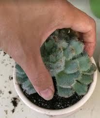 Among important repotting cactus tips are not watering the plant yet as it is adjusting to being handled and new soil conditions. Why We Need To Repot Newly Bought Succulents Succulent Plant Care