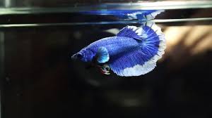 This is what a butterfly betta is and it could have any tail shape. Live Betta Fish Female Beautiful Blue Butterfly Rosetail Halfmoon Hm 1359 Youtube