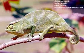 Image result for Chamaecrista gracilior