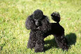 Browse 1,368 standard poodle stock photos and images available, or search for standard poodle puppy to find more great stock photos and pictures. Toy Poodle Puppies For Sale From Reputable Dog Breeders