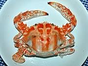 Sama seperti ternak lain yang anda. Rajungan Karang Wikipedia Bahasa Indonesia Ensiklopedia Bebas