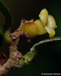 Image result for Diospyros ferrea