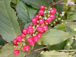 Image result for Petiveriaceae