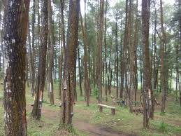 Taman hutan raya atau yang dikenal dengan tahura merupakan salah satu program yang dicanangkan pemerintah sebagai upaya untuk menjaga taman hutan raya (tahura) adalah sebuah kawasan pelestarian alam yang bertujuan untuk tempat mengoleksi tumbuhan atau satwa, baik jenis. Sejarah Hutan Pinus Nongko Ijo Kridha Rakyat