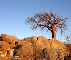 Image result for Sterculia africana