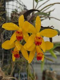 Image result for Bulbostylis pusilla