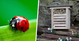 Tuto Construisez Un Petit Nid A Coccinelles Pour Lutter Contre Les Pucerons Maison Coccinelle Cabane A Insecte Maison A Insecte