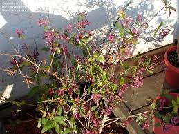 Image result for Cestrum × cultum