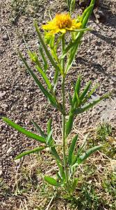 Image result for Pascalia glauca