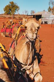 Begin your tour with pickup at your hotel at your chosen tour time. A Magical Night At The Field Of Light At Uluru Explore Shaw