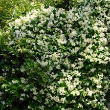 Image result for Jasminum meyeri-johannis