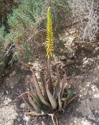 Indoor aloe vera plants will suffer unless they receive an adequate amount of light. Why Are My Aloe Leaves Turning A Pinkish Brown Quora