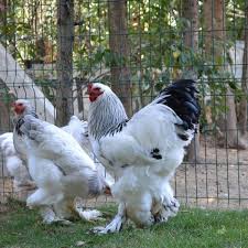 Tavuk Cesitleri Brahma Chicken Chickens Backyard Pet Chickens