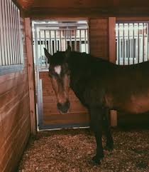 Pin By Josefina Villanueva On Horses Horse Photos Cute Horses Horses