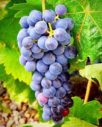 Image result for Vitis vinifera