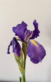 Purple Iris Flower Art Etsy In 2021 Iris Flowers Purple Iris Flower Art