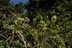 Image result for Alafia caudata