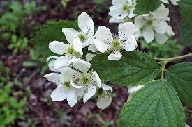 There are 380 bush blossom flower for sale on etsy. How To Plant And Grow Blackberries Gardener S Path
