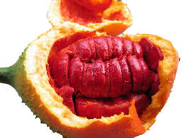 Image result for Momordica corymbifera