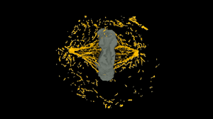 The icm is formed during an early stage of development called the blastocyst. Allen Institute Researchers Show How Cells Divide In First Of Its Kind 3d Model Geekwire