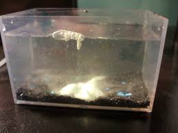 What should i do if my sea monkey tank smells bad? Monkey Sea Monkey Do Sea Monkey Behavioral Studies