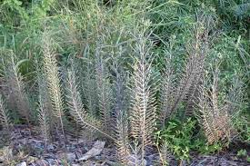 Image result for Barleria delagoensis