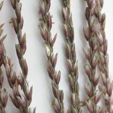 Image result for Hyparrhenia quarrei