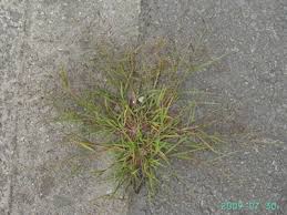 Image result for Eragrostis rotifer