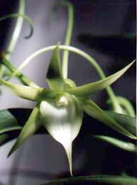 Image result for Angraecum chamaeanthus
