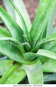 Image result for Aloe spicata