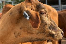 Coffee grows wild in the highland forests of ethiopia, sudan and northern kenya as an understorey tree. Internet Of Cows Smart Ear Tag Takes Cattle Tracking Into The Future Digital Trends