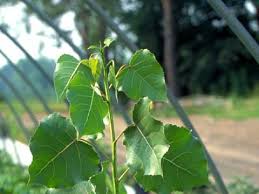 Image result for Populus deltoides